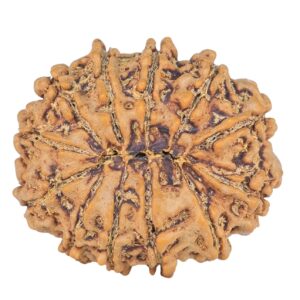 12 Mukhi Rudraksha 27mm 4.59gm - Rudraksha back