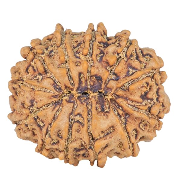 12 Mukhi Rudraksha 27mm 4.59gm - Rudraksha back
