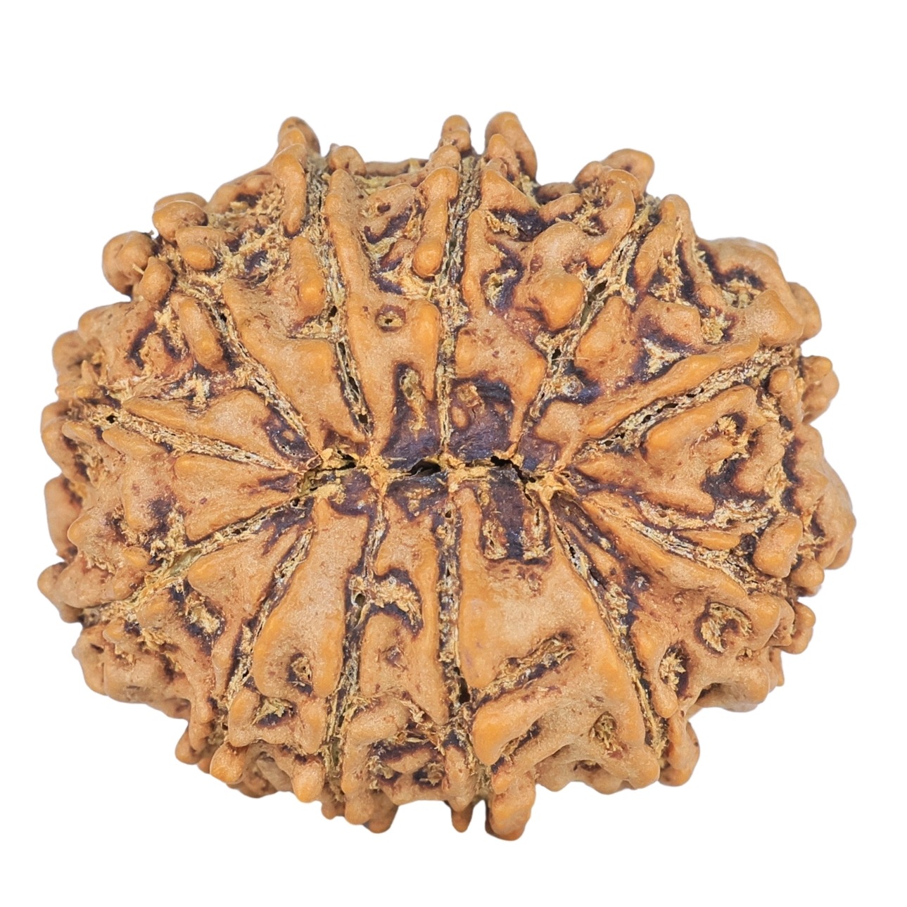 12 Mukhi Rudraksha 27mm 4.59gm - Rudraksha back