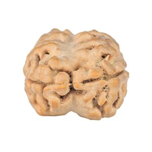 2 Mukhi Rudraksha 27.2mm 3.26gm - Rudraksha back