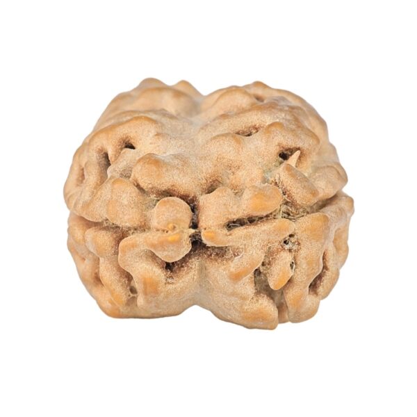 2 Mukhi Rudraksha 27.2mm 3.26gm - Rudraksha back