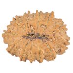 12 Mukhi Rudraksha 27.5mm 3.91gm - Rudraksha back