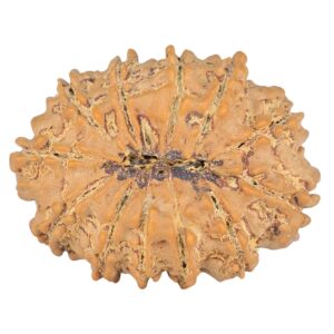 12 Mukhi Rudraksha 27.5mm 3.91gm - Rudraksha back