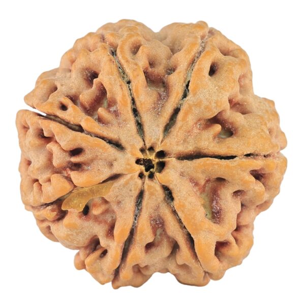 7 Mukhi Rudraksha 27.3mm 8.06gm - Rudraksha back