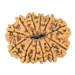 12 Mukhi Rudraksha 31mm 4.54gm - Rudraksha back