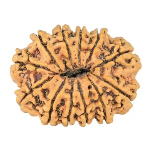 12 Mukhi Rudraksha 31mm 4.54gm - Rudraksha back