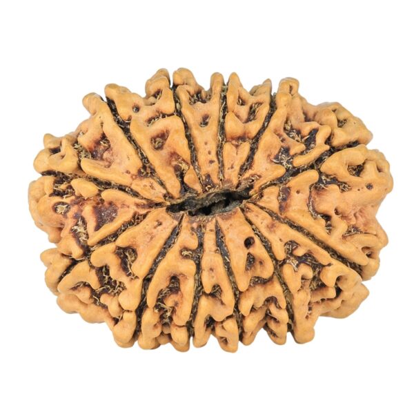 12 Mukhi Rudraksha 31mm 4.54gm - Rudraksha back