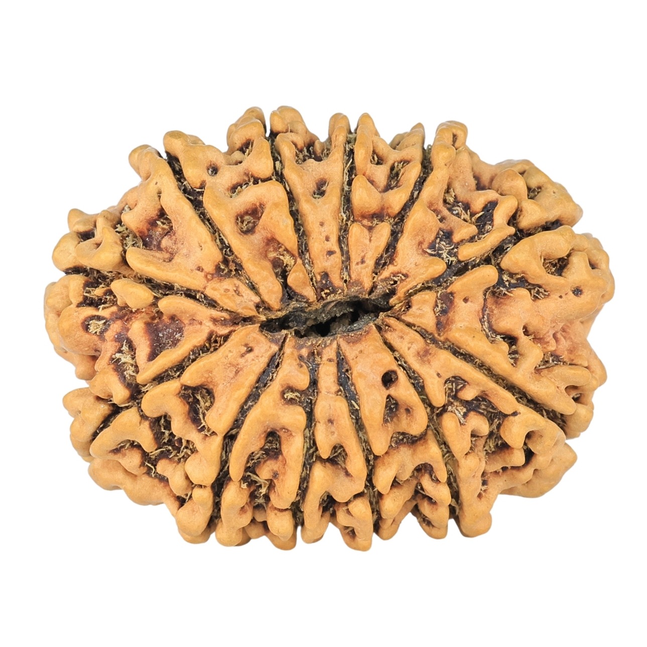 12 Mukhi Rudraksha 31mm 4.54gm - Rudraksha back