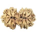 15 MK Gaurishankar 34mm 2.88gm - Rudraksha back