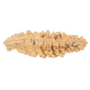 1 Mukhi Rudraksha 50.5mm 6.34gm - Rudraksha back