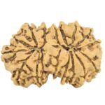 16 MK Gaurishankar 31.4mm 4.45gm - Rudraksha back