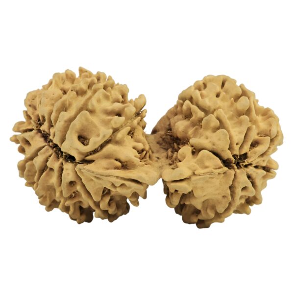 20 MK Gaurishankar 38mm 4gm - Rudraksha back