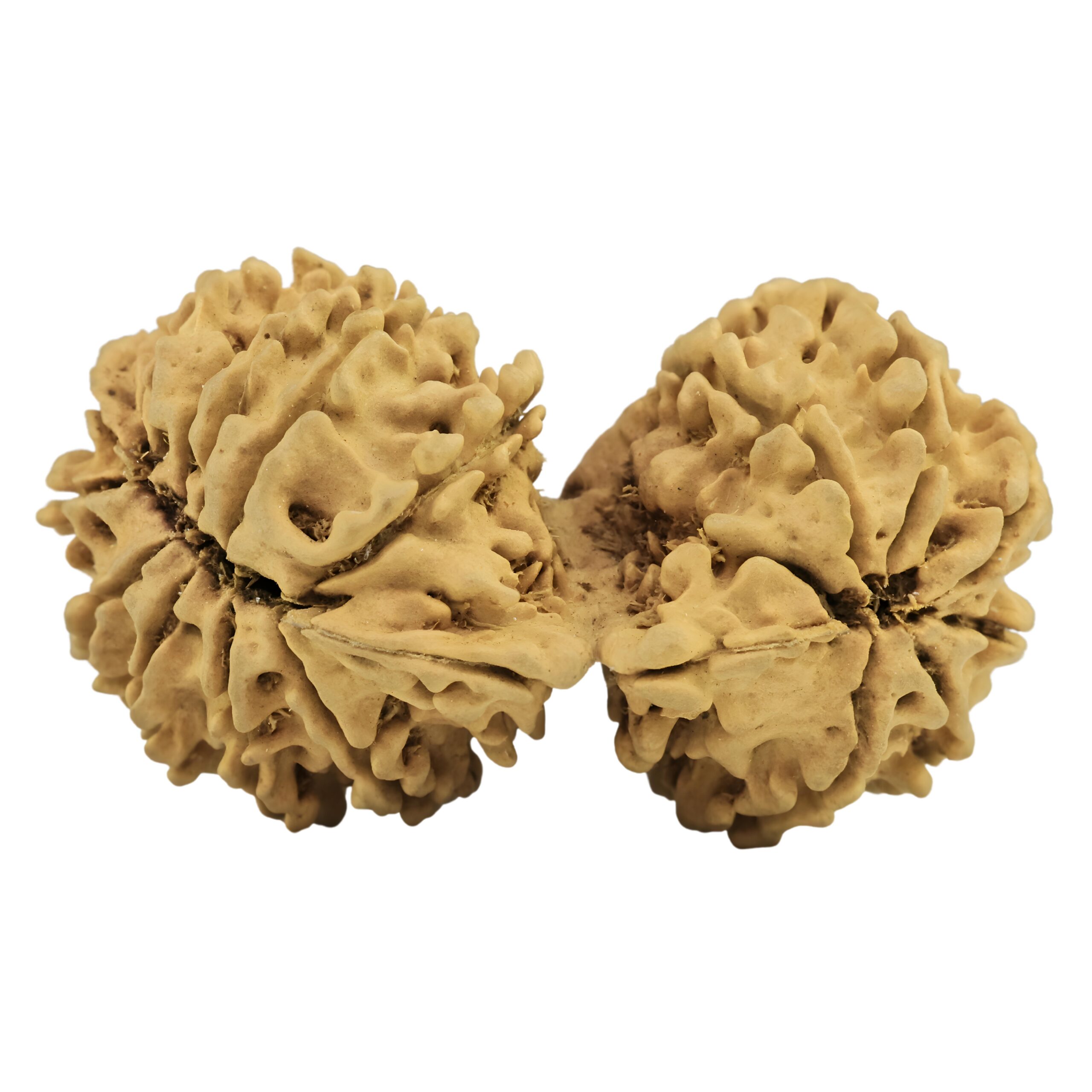 20 MK Gaurishankar 38mm 4gm - Rudraksha back