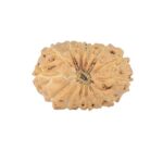 14 Mukhi Rudraksha 18.3mm 1.26gm - Rudraksha back