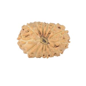 14 Mukhi Rudraksha 18.3mm 1.26gm - Rudraksha back