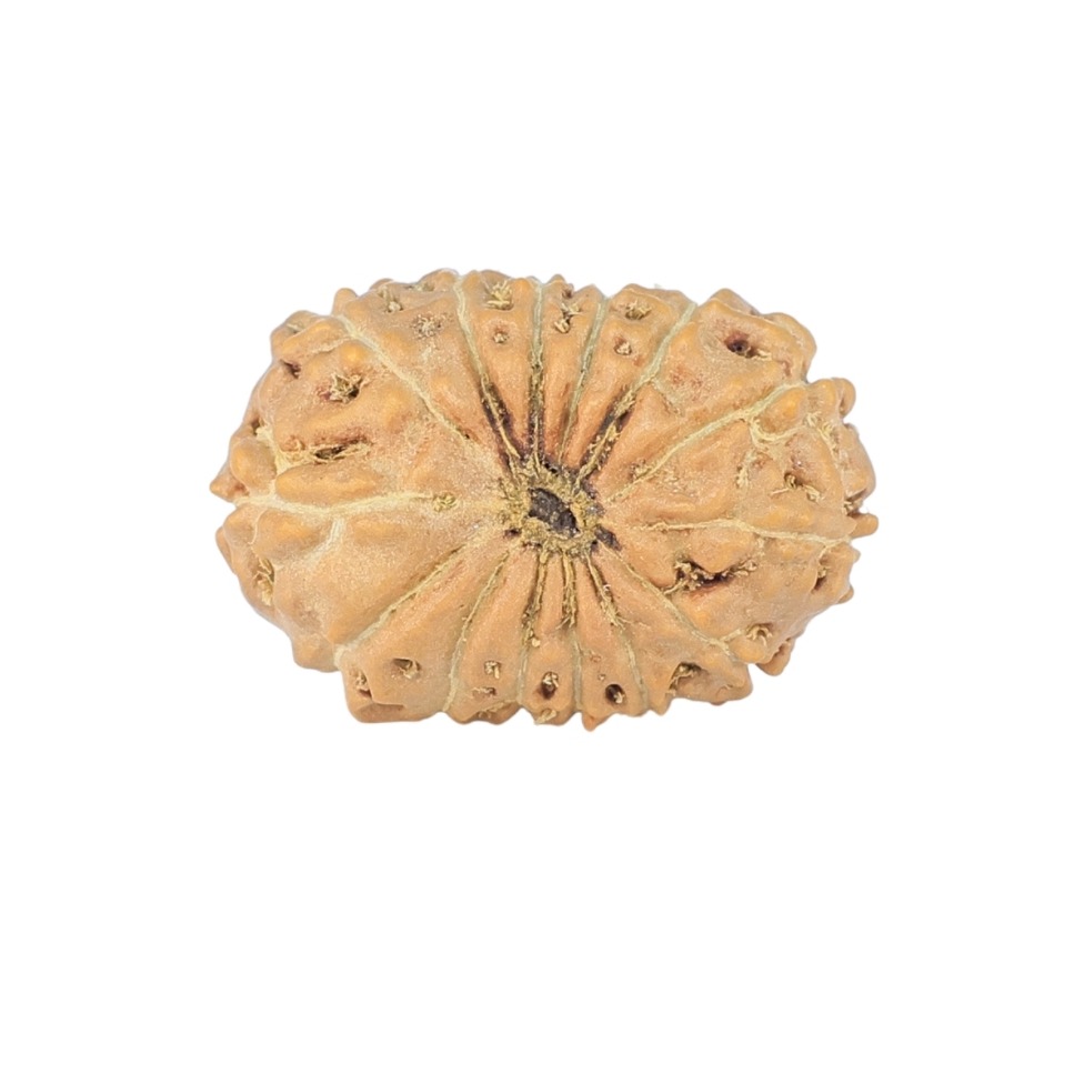 14 Mukhi Rudraksha 18.3mm 1.26gm - Rudraksha back