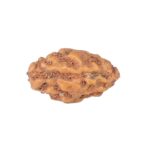 1 Mukhi Rudraksha 12.7mm 0.28gm - Rudraksha back
