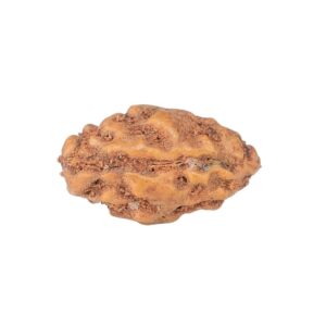 1 Mukhi Rudraksha 12.7mm 0.28gm - Rudraksha back