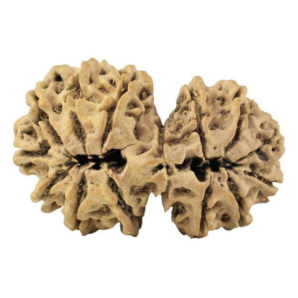 15 MK Gaurishankar 34.3mm 4.92gm - Rudraksha back