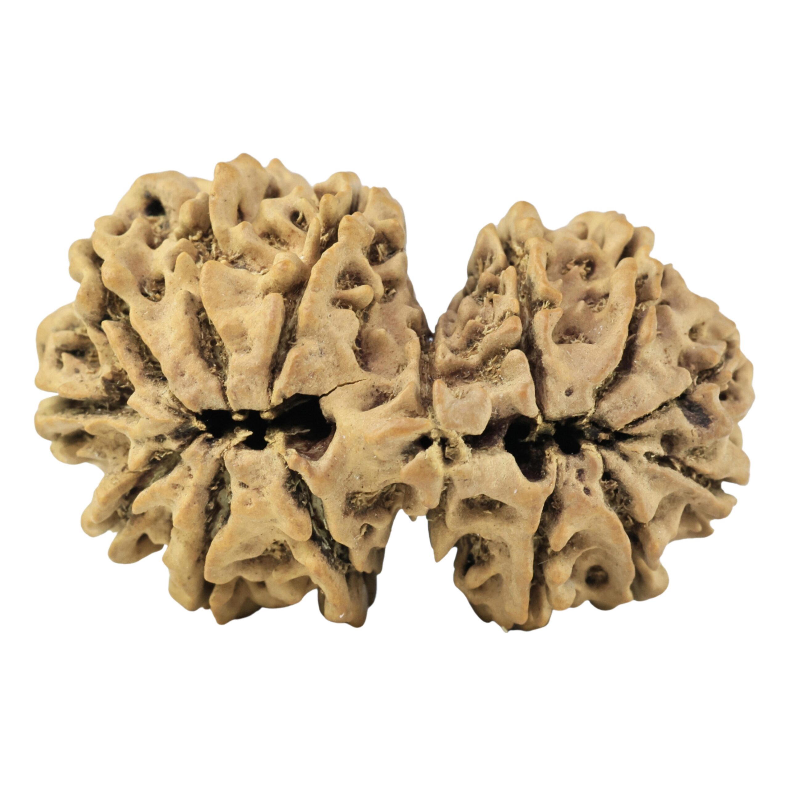 15 MK Gaurishankar 34.3mm 4.92gm - Rudraksha back