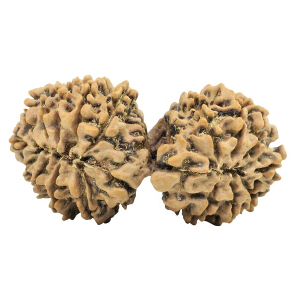 18 MK Gaurishankar 39.6mm 5.71gm - Rudraksha back
