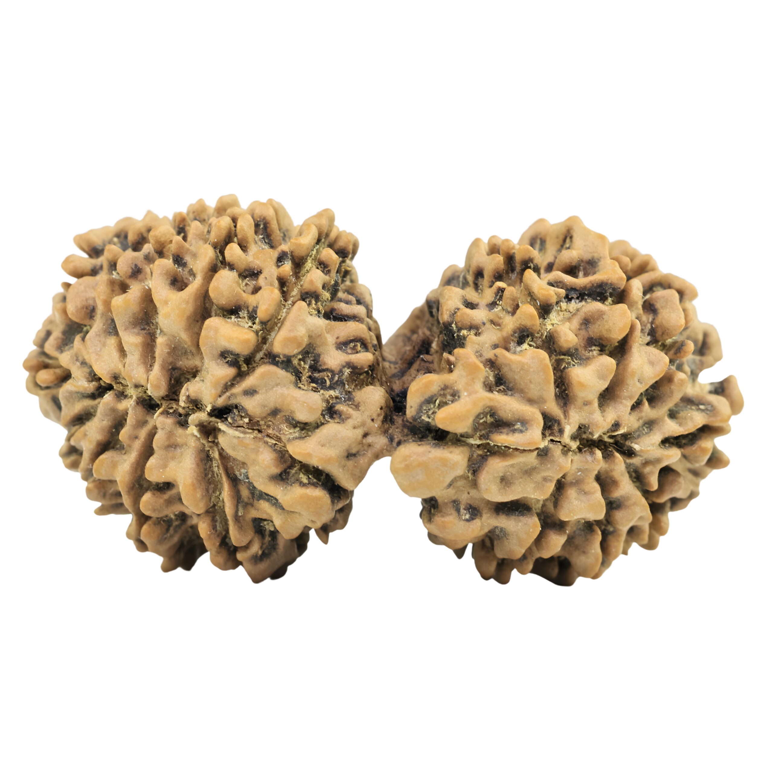18 MK Gaurishankar 39.6mm 5.71gm - Rudraksha back