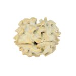 2 Mukhi Rudraksha 22.2mm 2.5gm - Rudraksha back