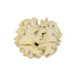 2 Mukhi Rudraksha 22.2mm 2.5gm - Rudraksha back