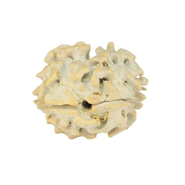 2 Mukhi Rudraksha 22.2mm 2.5gm - Rudraksha back