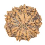 9 Mukhi Rudraksha 22mm 3gm - Rudraksha back