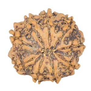 9 Mukhi Rudraksha 22mm 3gm - Rudraksha back