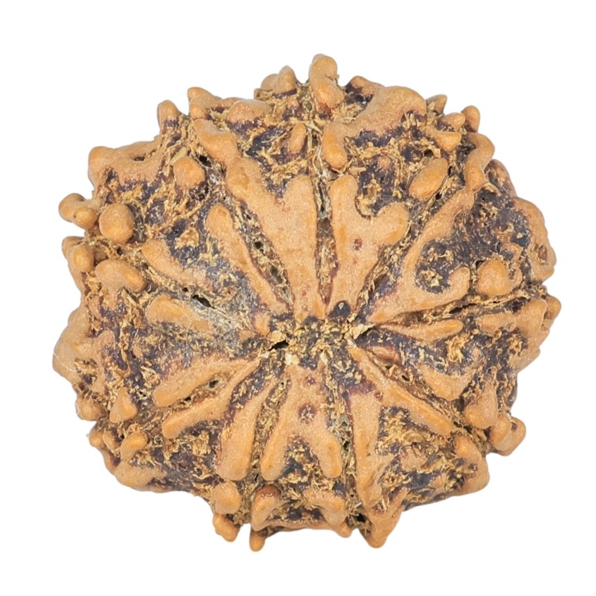 9 Mukhi Rudraksha 22mm 3gm - Rudraksha back
