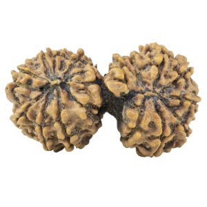 15 MK Gaurishankar 35.1mm 4.81gm - Rudraksha back