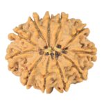 11 Mukhi Rudraksha 25.5mm 3.92gm - Rudraksha back