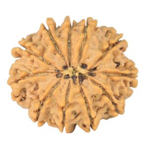 11 Mukhi Rudraksha 25.5mm 3.92gm - Rudraksha back