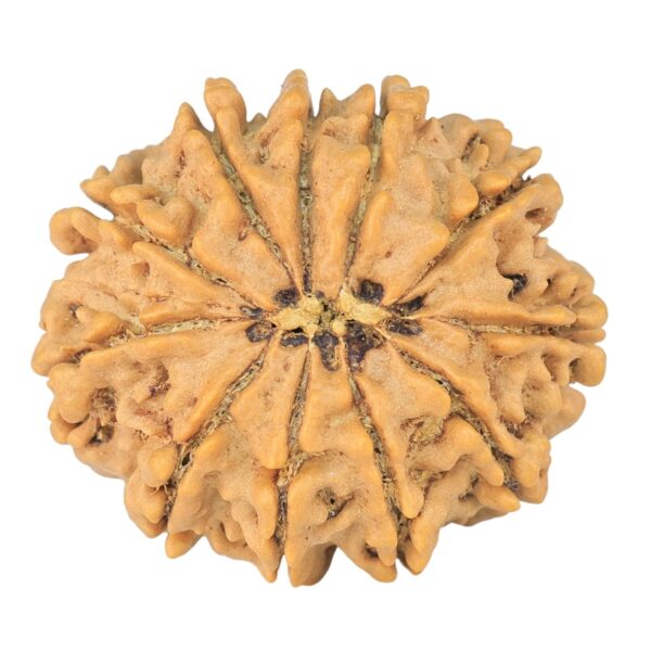 11 Mukhi Rudraksha 25.5mm 3.92gm - Rudraksha back