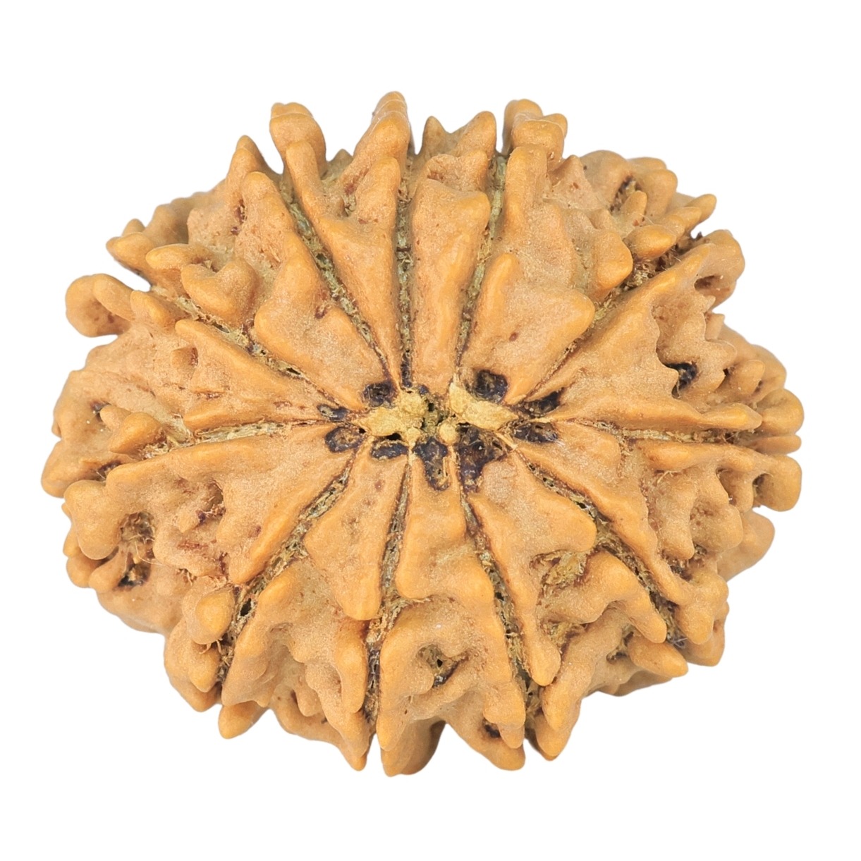 11 Mukhi Rudraksha 25.5mm 3.92gm - Rudraksha back