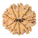 9 Mukhi Rudraksha 24.2mm 3.52gm - Rudraksha back