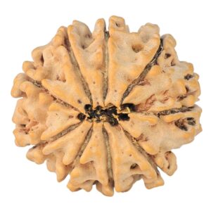 9 Mukhi Rudraksha 24.2mm 3.52gm - Rudraksha back
