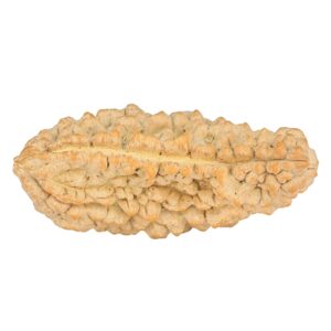 1 Mukhi Rudraksha 40.8mm 7.12gm - Rudraksha back