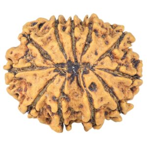 11 Mukhi Rudraksha 27.1mm 3.91gm - Rudraksha back
