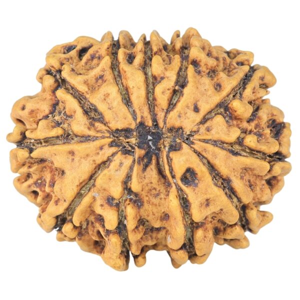 11 Mukhi Rudraksha 27.1mm 3.91gm - Rudraksha back