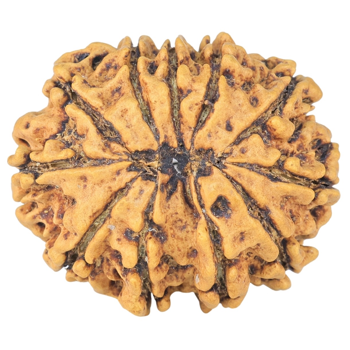 11 Mukhi Rudraksha 27.1mm 3.91gm - Rudraksha back