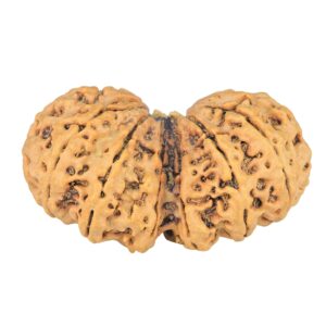 14 Mk Gaurishankar 40.2mm 7.48gm - Rudraksha back