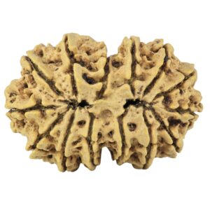 14 Mk Gaurishankar 33.6mm 5.93gm - Rudraksha back