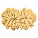 16 MK Gaurishankar 33.5mm 4.56gm - Rudraksha back