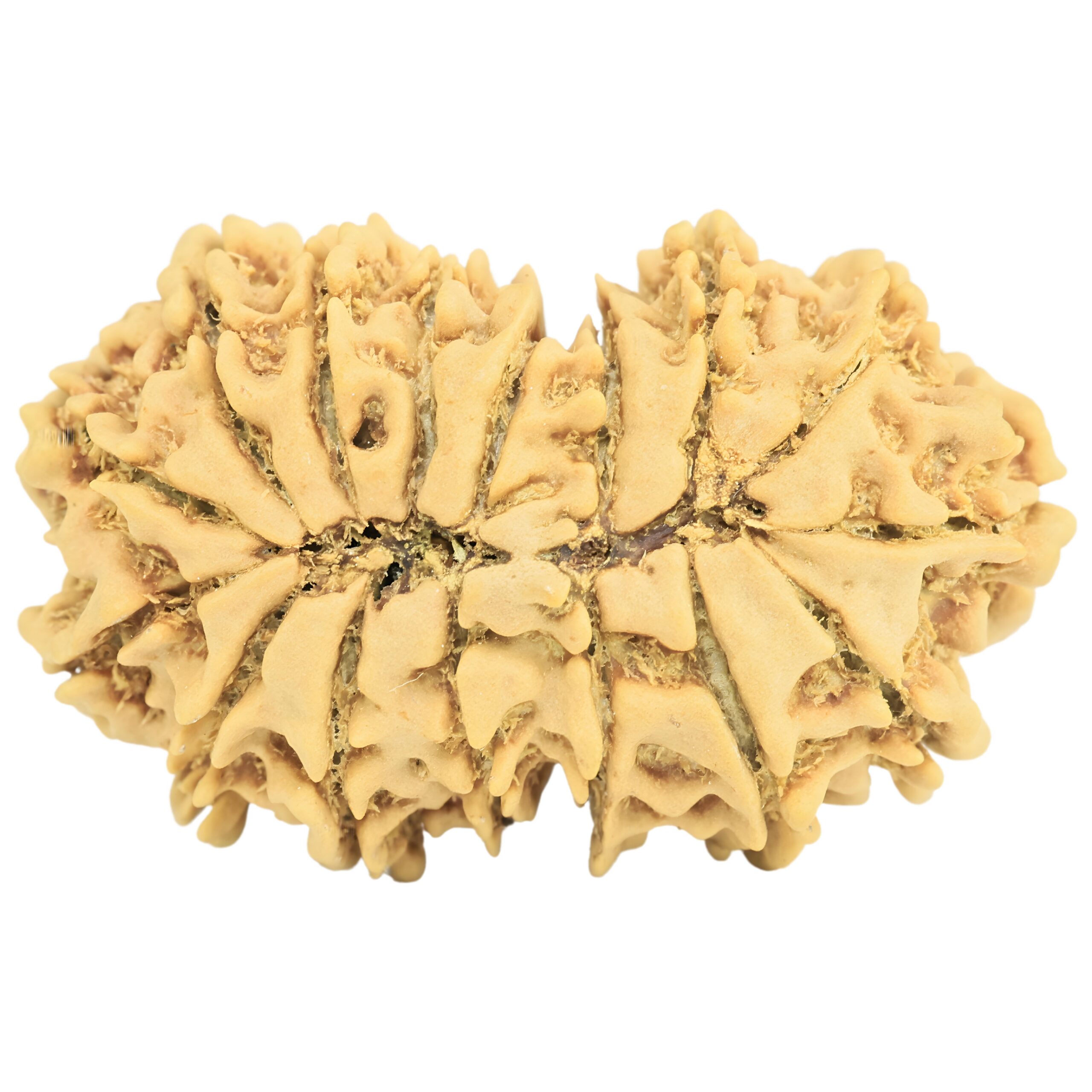 16 MK Gaurishankar 33.5mm 4.56gm - Rudraksha back