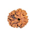 2 Mukhi Rudraksha 19.3mm 2gm - Rudraksha