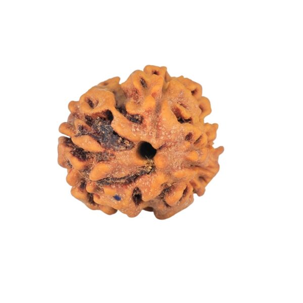 2 Mukhi Rudraksha 19.3mm 2gm - Rudraksha