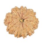 9 Mukhi Rudraksha 22.3mm 2.71gm - Rudraksha